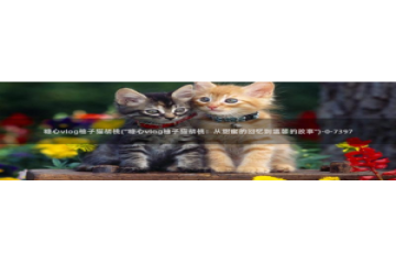 糖心vlog出品小桃：糖心vlog柚子猫胡桃(\